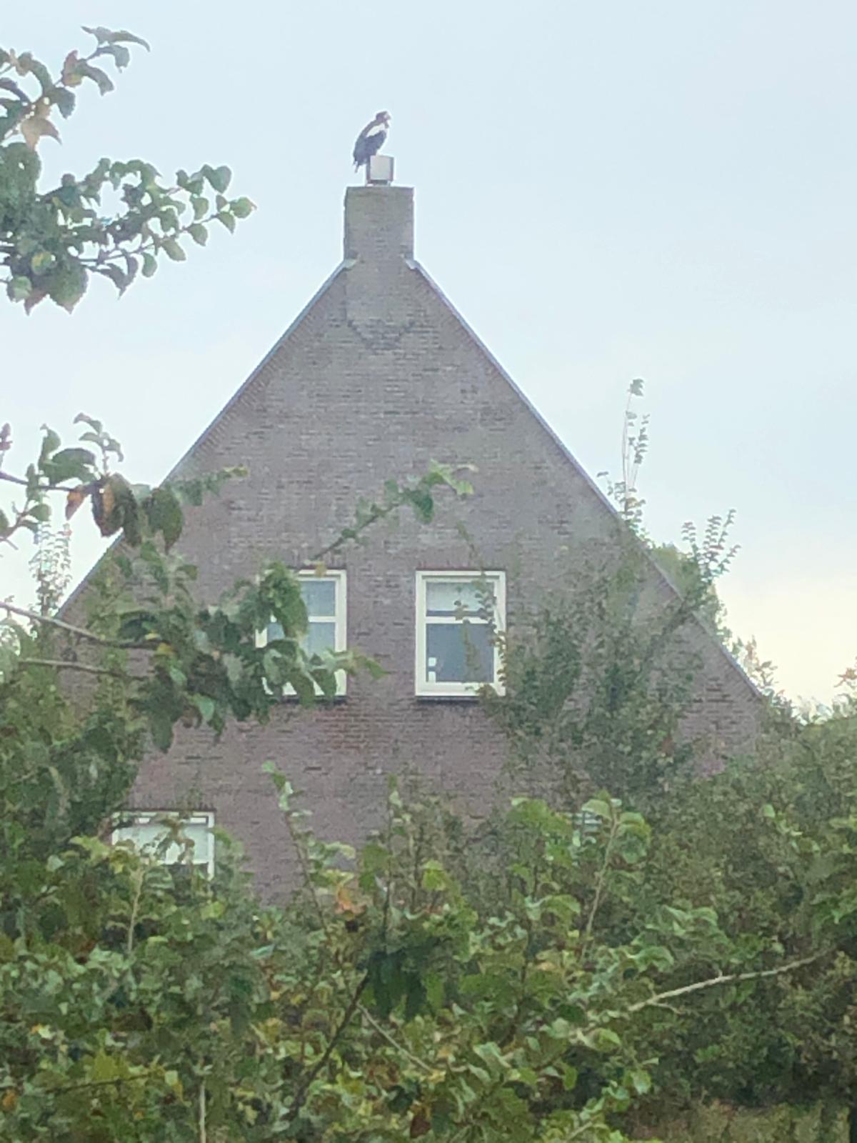 Steller zee arend gespot?